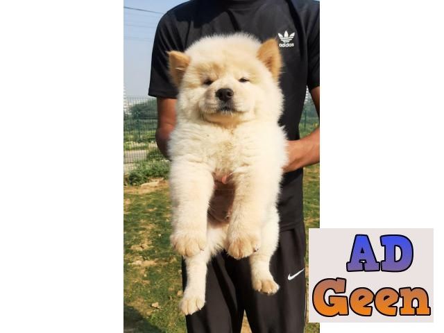 used CREAM CHOW CHOW PUP AVL IN BEST PRICE CALL US9354699839 for sale 